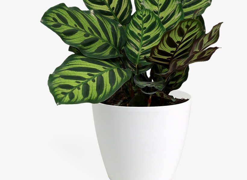 GRP FOUNDAIN & PLANTER POTS